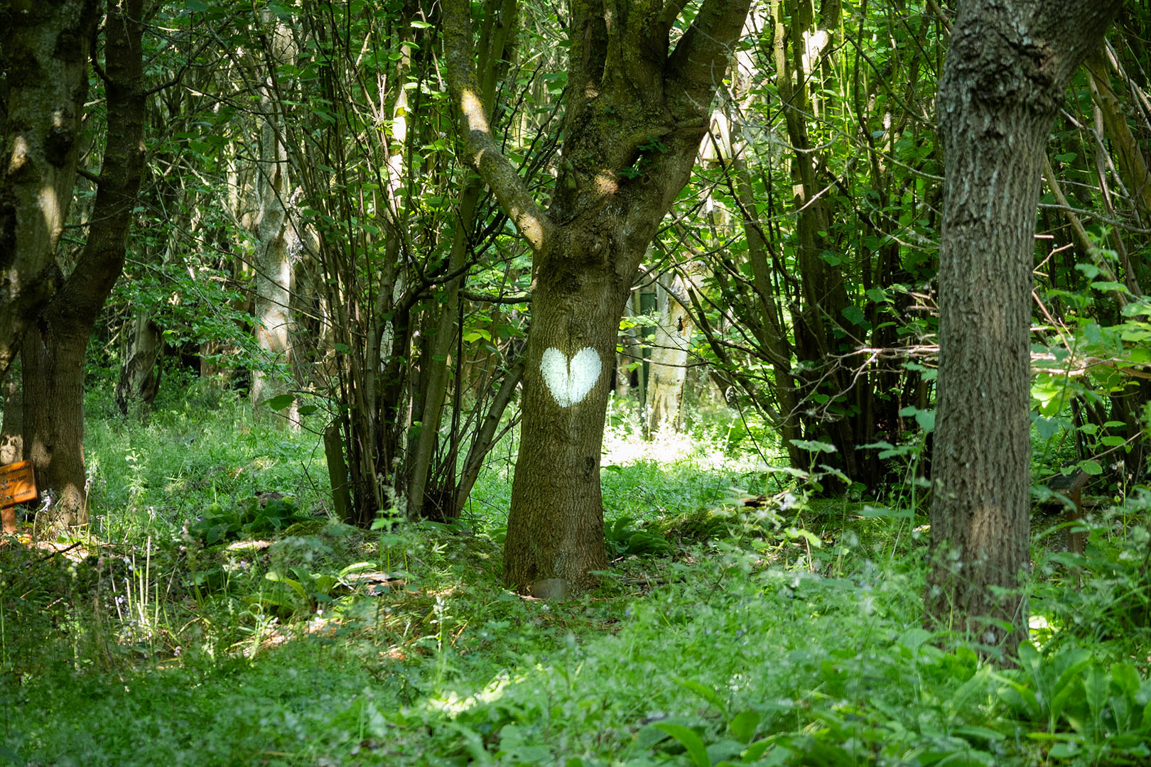 Deb Reed Celebrant Colchester Essex, a white heart painted on a tree at a funeral ashes internment.